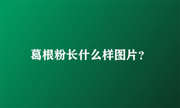 葛根粉长什么样图片？