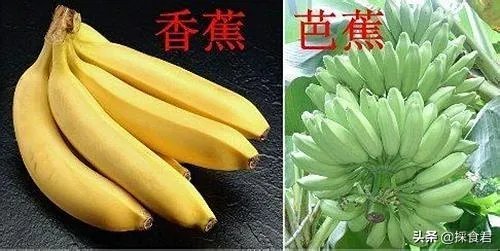 香蕉和芭蕉怎么区别?