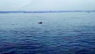 10多头江豚武汉城区江段戏水,你看过这种奇观吗?
