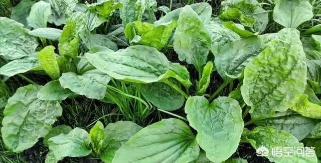 农村田野很多野菜都冒出了头,什么野菜是这个时节比较好采又好吃的?