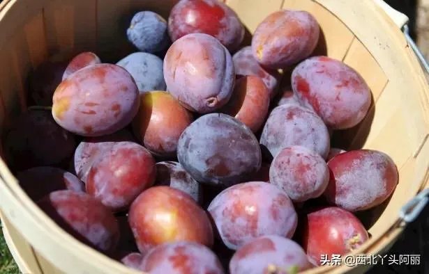 智利西梅好还是澳洲西梅好？