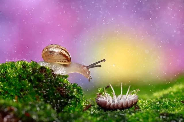 “梦幻仙境”摄影欣赏 唯美照片竟是在厨房拍的