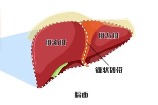 肝胆解剖图