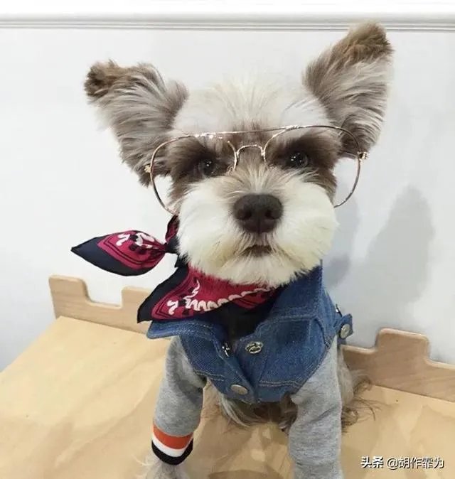 为什么很多养过雪纳瑞的人,都不愿意再养其他的狗呢?