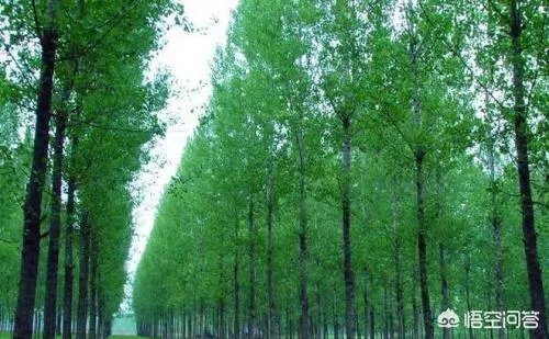 欧美杨树