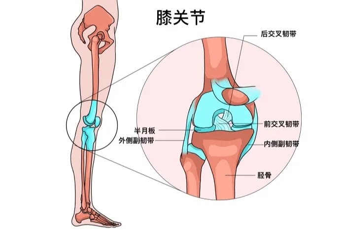 膝关节图片结构图各部分名称