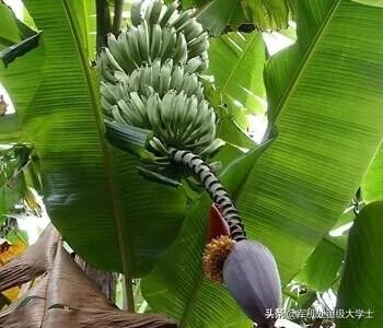 香蕉和芭蕉怎么区别?