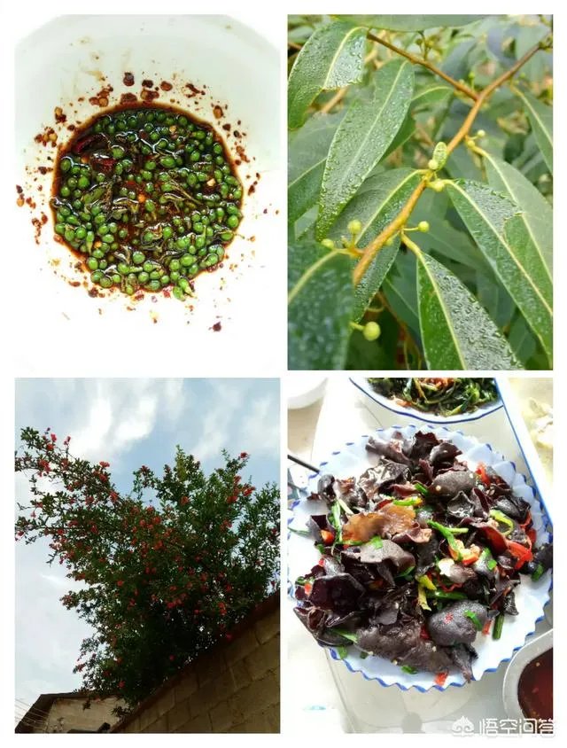 农村田野很多野菜都冒出了头,什么野菜是这个时节比较好采又好吃的?