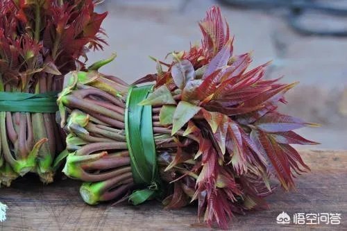 农村田野很多野菜都冒出了头,什么野菜是这个时节比较好采又好吃的?
