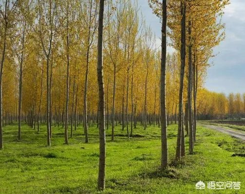 欧美杨树