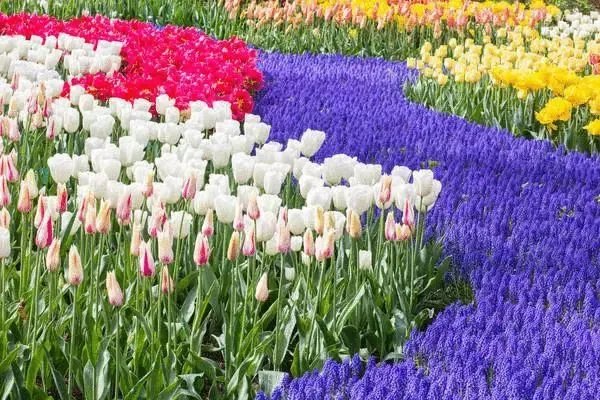 原创:花境按植物材料的分类及各自优缺点