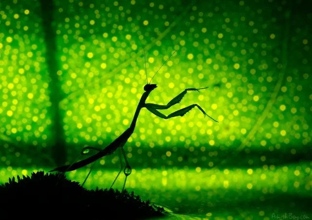 “梦幻仙境”摄影欣赏 唯美照片竟是在厨房拍的