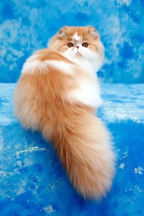 纯种的波斯猫大概多少钱一只?