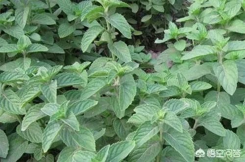 农村田野很多野菜都冒出了头,什么野菜是这个时节比较好采又好吃的?