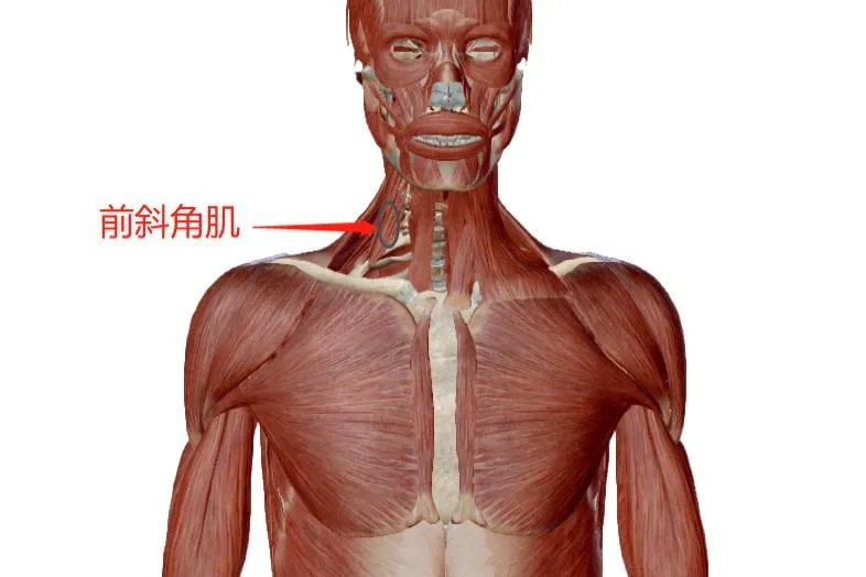 前斜角肌位置图