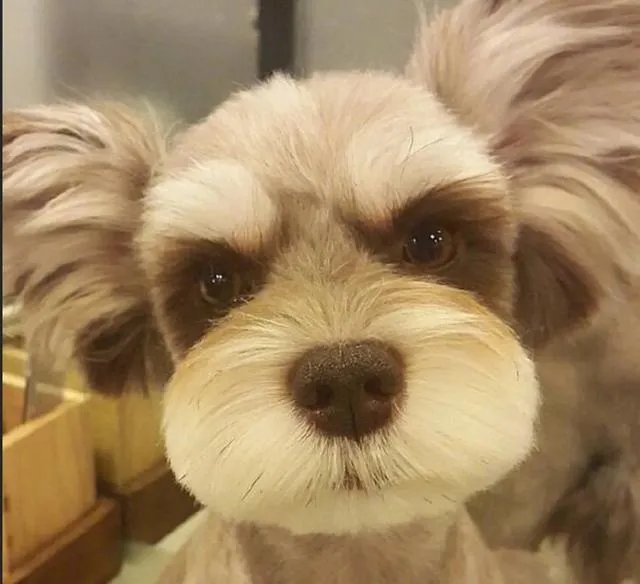 为什么很多养过雪纳瑞的人,都不愿意再养其他的狗呢?