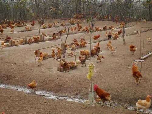 养猪大户丁磊养鸡,他会成功吗?