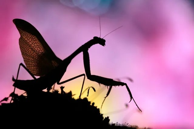 “梦幻仙境”摄影欣赏 唯美照片竟是在厨房拍的