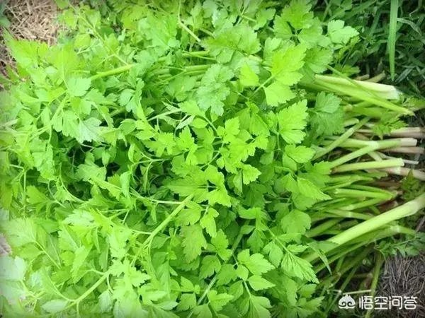 农村田野很多野菜都冒出了头,什么野菜是这个时节比较好采又好吃的?