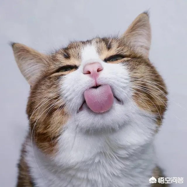 小猫死了拿去挂树被别的猫看见了有什么忌讳吗?