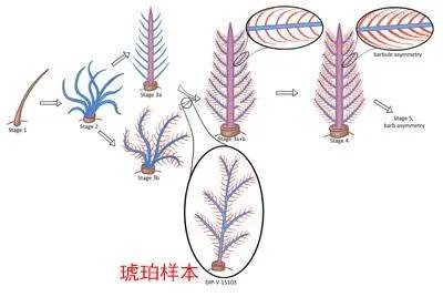 我们是怎样在琥珀里发现恐龙尾巴的?