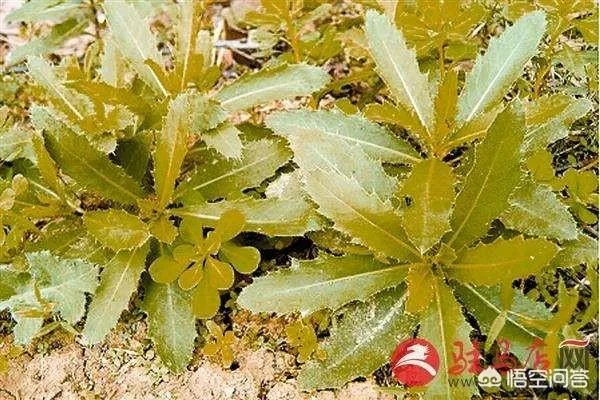 农村田野很多野菜都冒出了头,什么野菜是这个时节比较好采又好吃的?