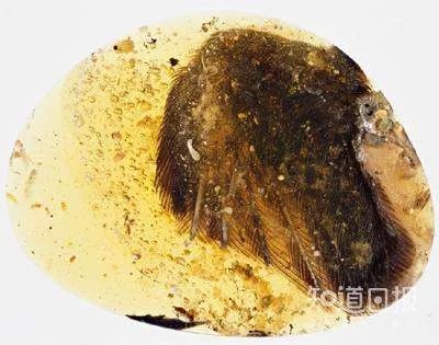 我们是怎样在琥珀里发现恐龙尾巴的?