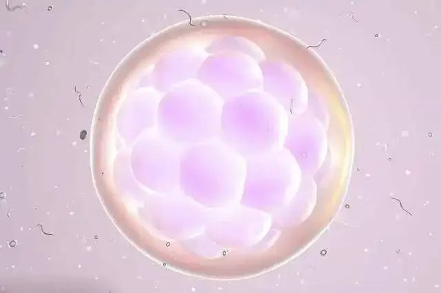 试管取卵过程-揭秘试管婴儿取卵过程——7个步骤只需10-20分钟(图文分析)