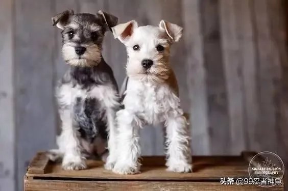 为什么很多养过雪纳瑞的人,都不愿意再养其他的狗呢?