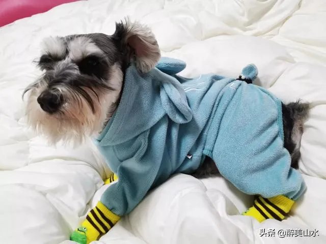 为什么很多养过雪纳瑞的人,都不愿意再养其他的狗呢?