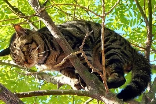 小猫死了拿去挂树被别的猫看见了有什么忌讳吗?