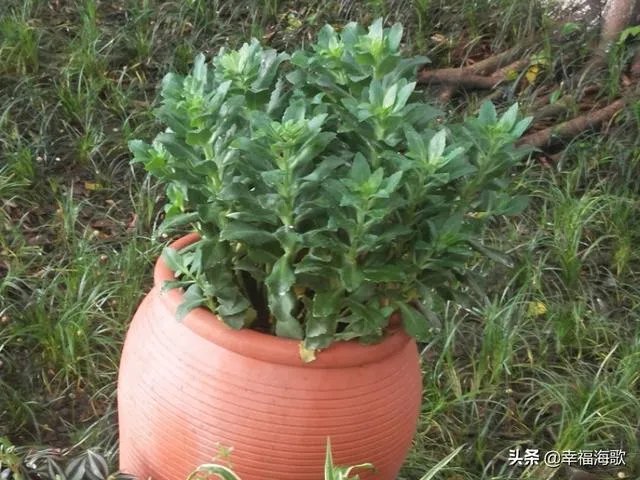 你怎么看待江西抚州遇害者女儿称,下葬日庆功恶心?