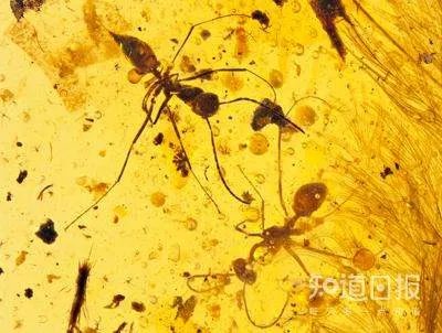 我们是怎样在琥珀里发现恐龙尾巴的?