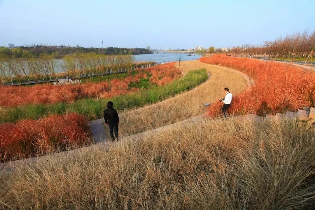 原创:花境按植物材料的分类及各自优缺点