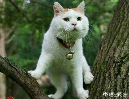 小猫死了拿去挂树被别的猫看见了有什么忌讳吗?