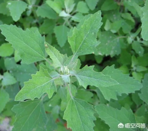 农村田野很多野菜都冒出了头,什么野菜是这个时节比较好采又好吃的?