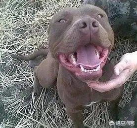 怎么区分比特犬、杜高犬和卡斯特牧羊犬？