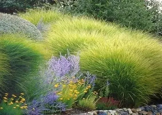 原创:花境按植物材料的分类及各自优缺点