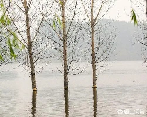 欧美杨树