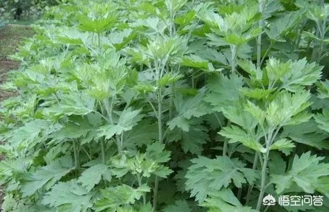农村田野很多野菜都冒出了头,什么野菜是这个时节比较好采又好吃的?