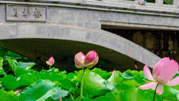 罚款！南京玄武湖并蒂莲被游客摘下 采摘者被罚200元