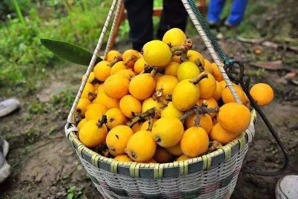 中国枇杷之乡在哪里?