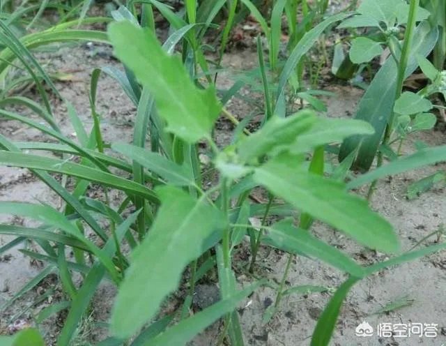 农村田野很多野菜都冒出了头,什么野菜是这个时节比较好采又好吃的?