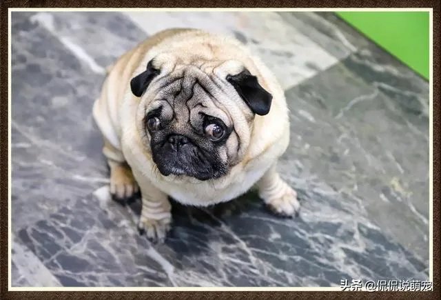 为什么我家狗狗每次突然见到主人我,都会尿失禁?