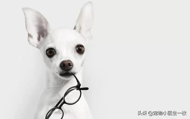为什么我家狗狗每次突然见到主人我,都会尿失禁?