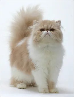 纯种的波斯猫大概多少钱一只?