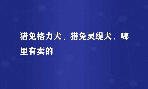 猎兔格力犬、猎兔灵缇犬、哪里有卖的