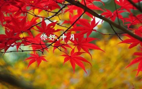 叶语薇顾爵玺小说全文阅读 叶语薇顾爵玺最新章节