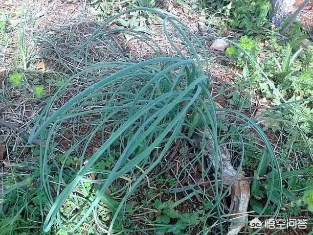 农村田野很多野菜都冒出了头,什么野菜是这个时节比较好采又好吃的?