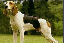 三色犬的介绍